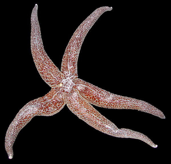 evasterias-troschelii-mottled-sea-star-asterias-troschelii